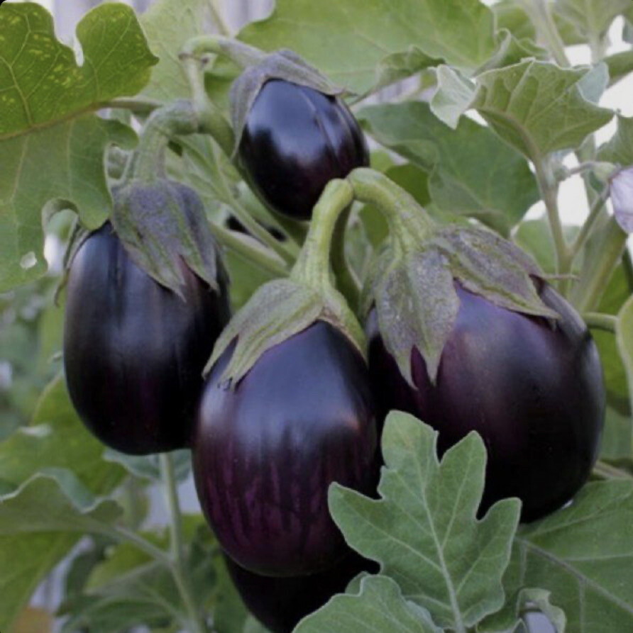 200 Plus Black Beauty EGGPLANT Seeds-Non GMO-Open Pollinated.