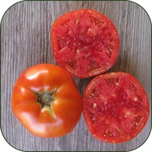 50+ Rutgers Tomato Seeds, Fresh, Ready for Planting, Free Shipping USA