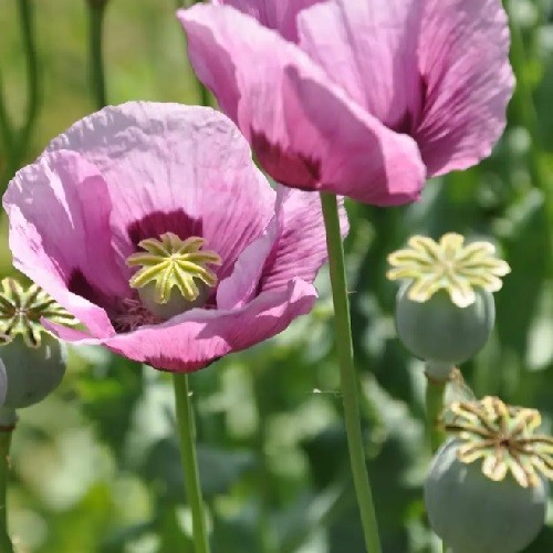 20,000+ Turkish Imported Poppy Seeds For Fall Spring Planting Papavar Somniferum