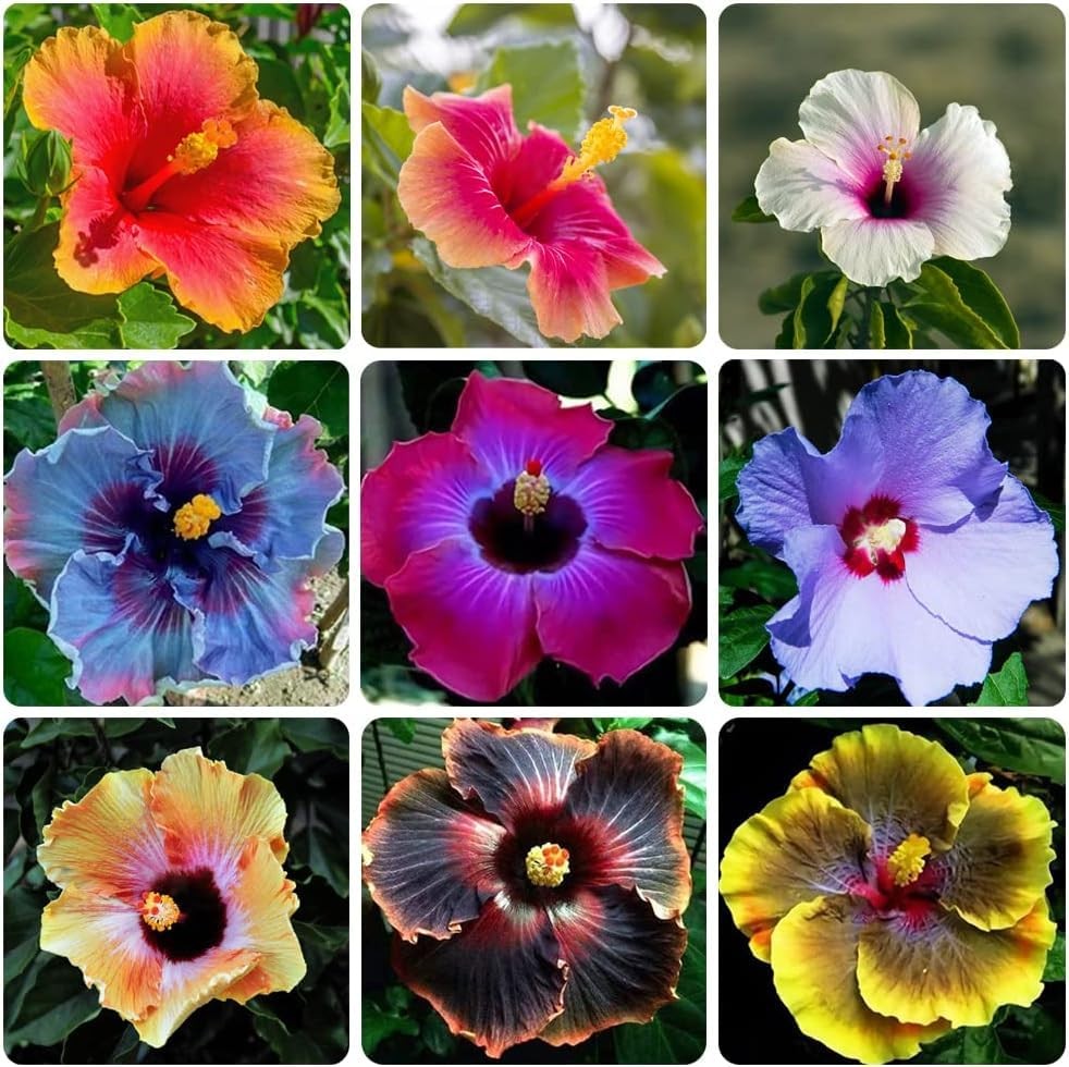 120+ PCS Mixed Giant Hibiscus Seeds for Planting Flowers Flower Outdoor Home …