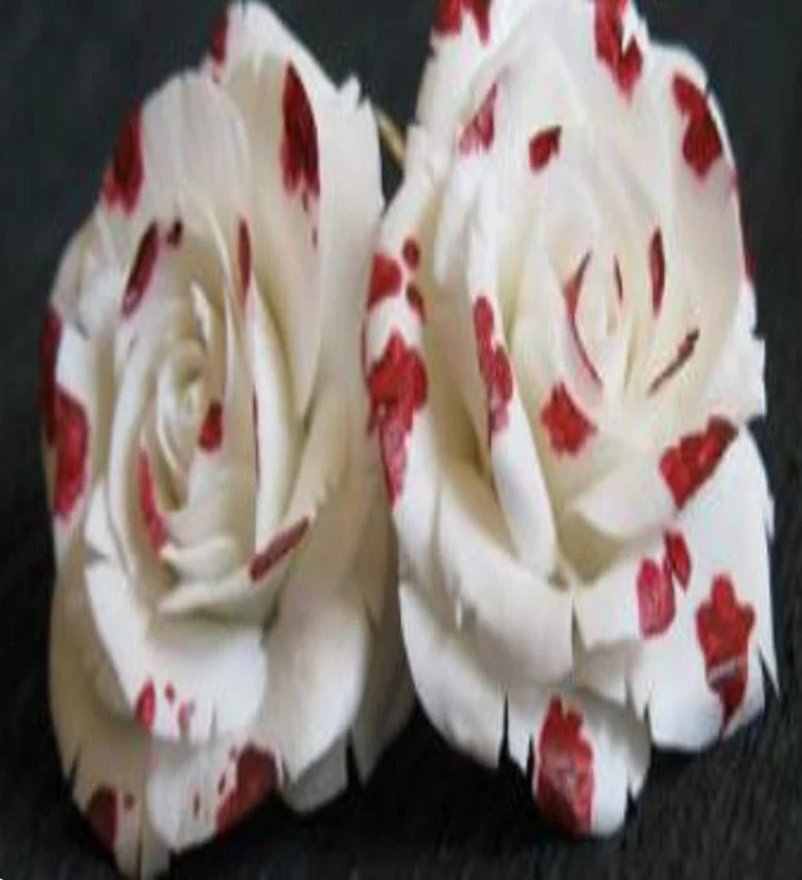 RARE BLOOD DROP ROSE FLOWER Bush plant 10 SEEDS – Combined Shipping(USA seller )