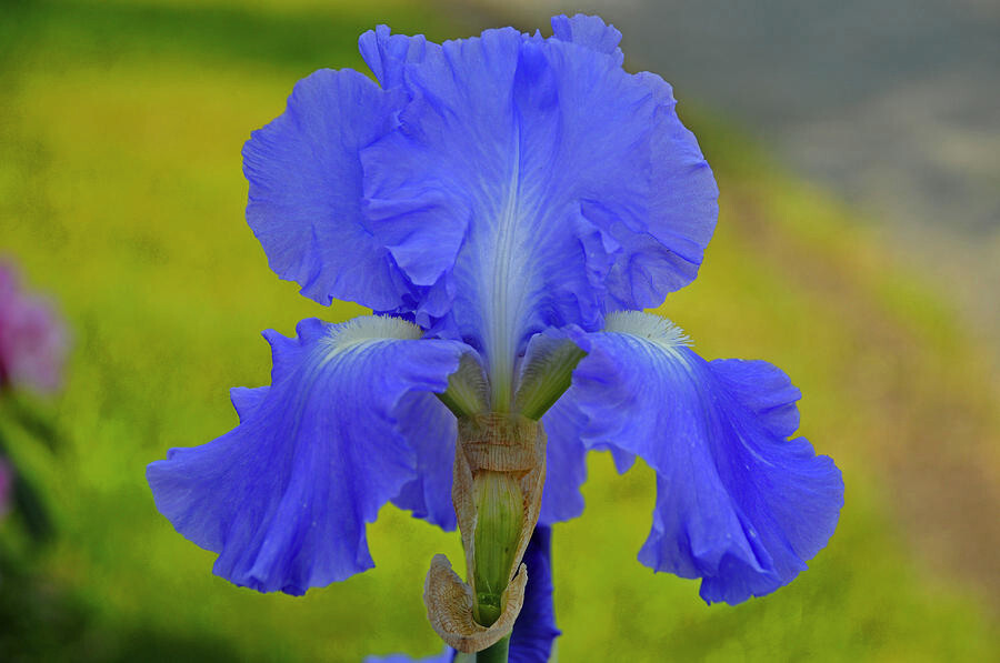 Tall Bearded Iris Reblooming Victoria Falls Freshly Dug 1 starter plant