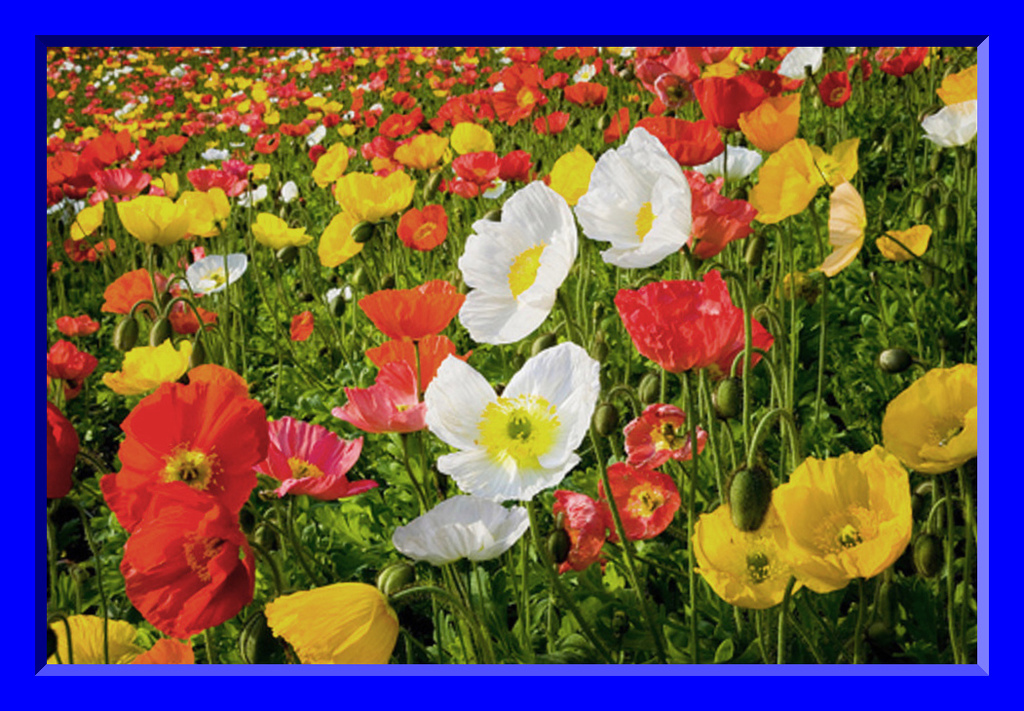 Iceland Poppy Seeds! 50 Seeds Beautiful Colors! Comb. S/H See our store!