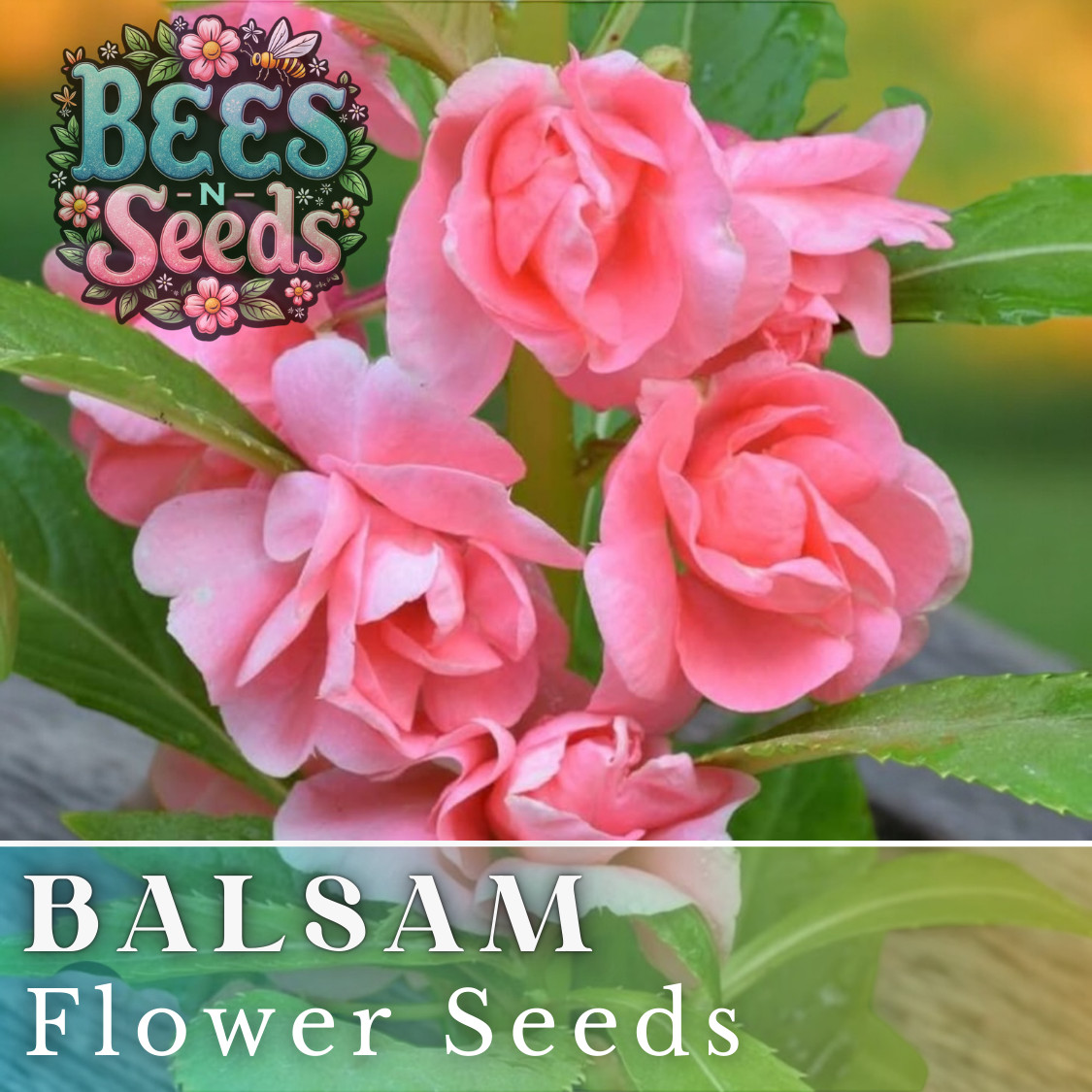 Balsam Seeds 75 Seeds Flower Seeds, Impatiens, Balsamina, Garden Patio Container