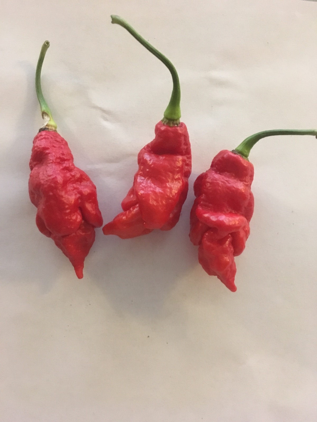 5 STRAIN EXTREME HEAT COMBO! RARE PEPPER SEEDS – SUPER HOTS – GARDEN FRESH  2024