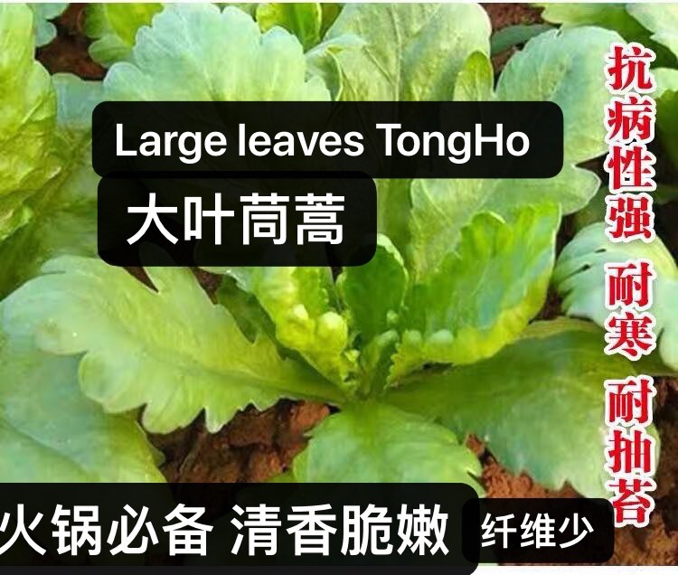 300+large leaves TongHo Tonghao Seeds Shungiku Ssukgat Chrysanthemus 300多粒大叶茼蒿种子