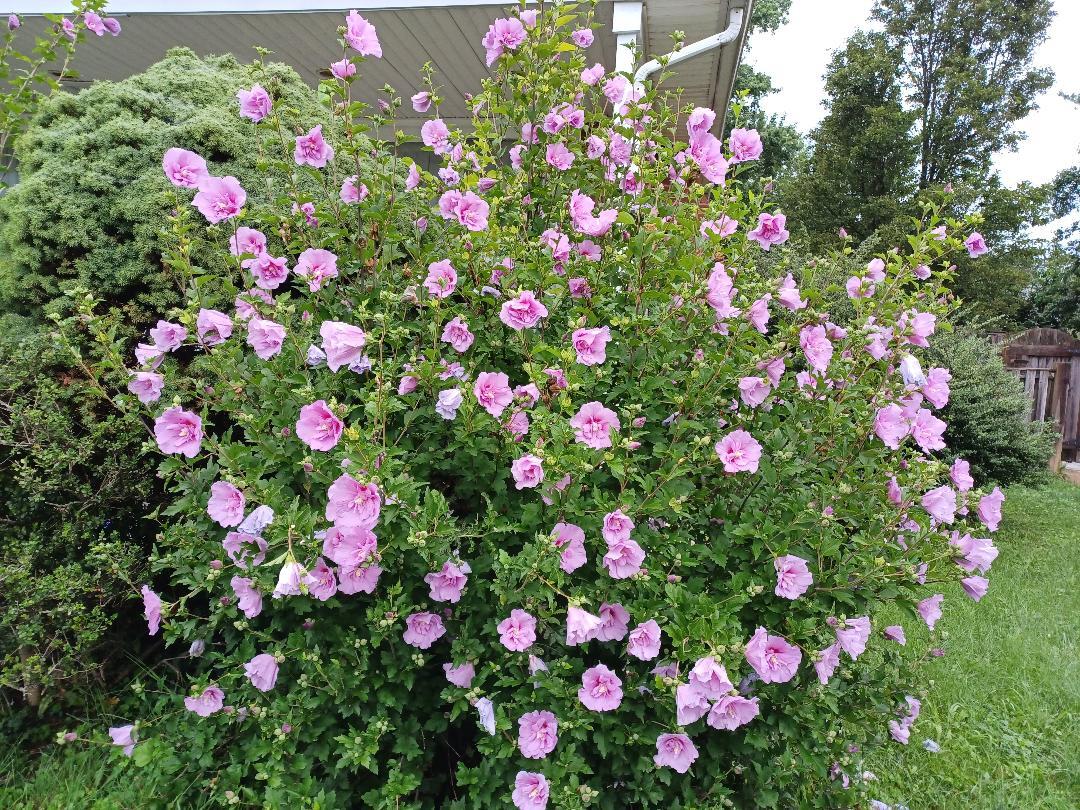 Hibiscus Minerva Rose of Sharon Flower 10 – 200 Seeds Beautiful Pink Shades