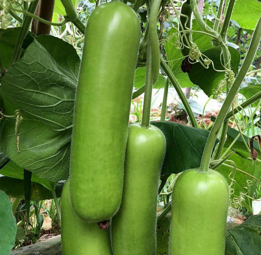 Heirloom Bottle Gourd New Lauki Cucuzzi Seeds Opo Asian Calabash Melon Chinese S