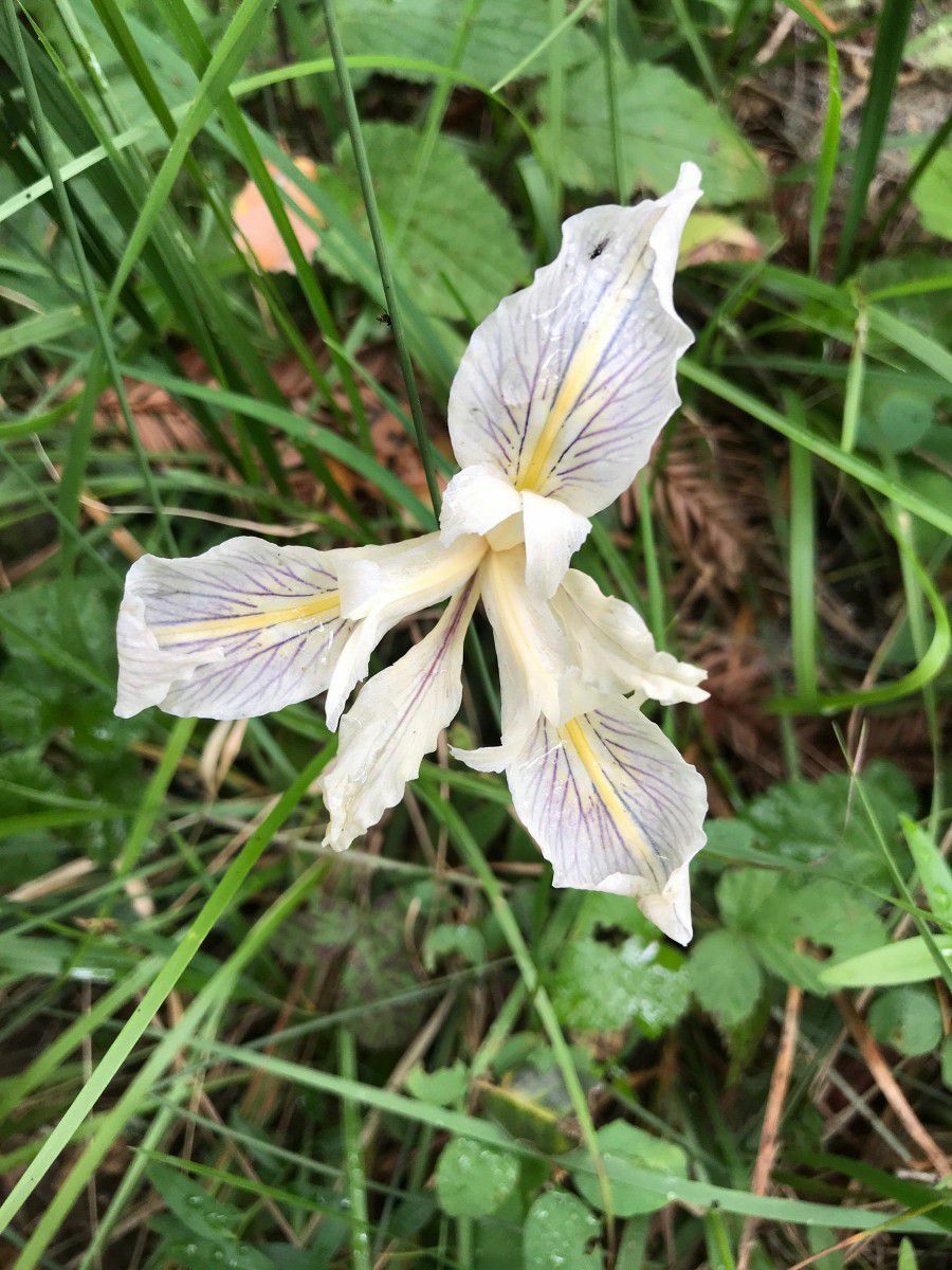 Iris douglasiana Pacific Coast Iris or Pacifica 5 Seeds