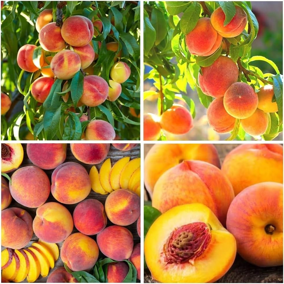 Grow Delicious Peaches with 5 Nemaguard Non-GMO Seeds – Great Garden Gift