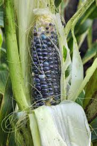 Blue Hopi Corn Seeds, Heirloom, 20 Count, Ideal for Blue Corn Flour