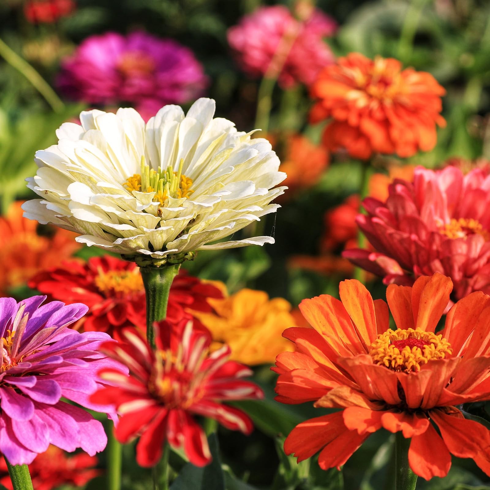 Zinnia Seeds for 2026, California Giant Zinnia Seeds Bulk, 15,000+ Double Dah…