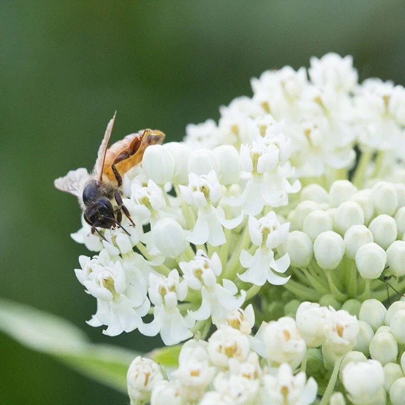 Milkweed Swamp White Asclepias Perennial Monarch Butterfly 100 Seeds