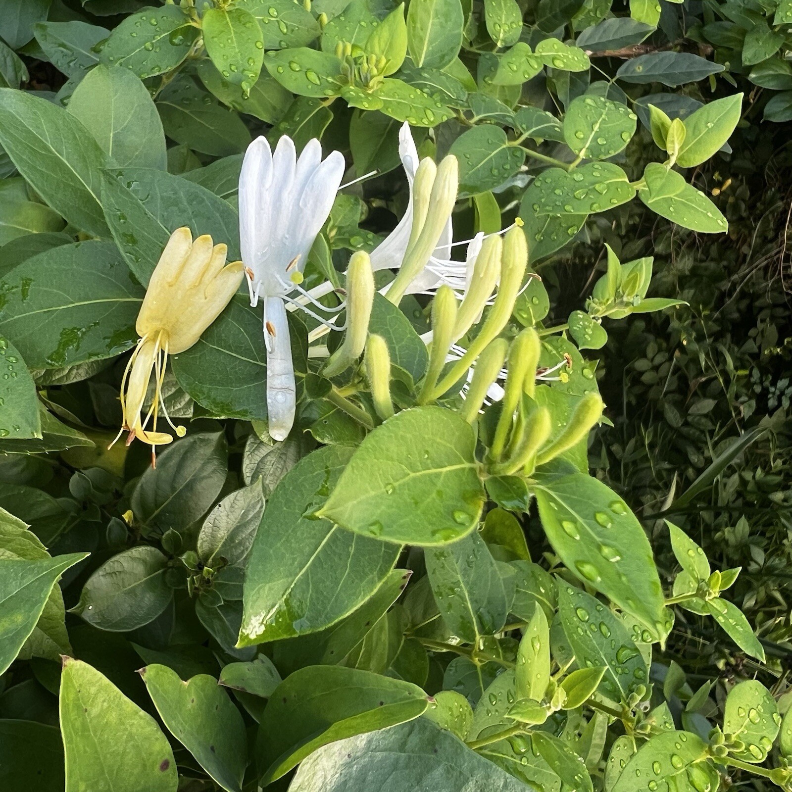 Japanese Honeysuckle Plant Vine Seeds (20) Organic Natural Grown Edible Vine