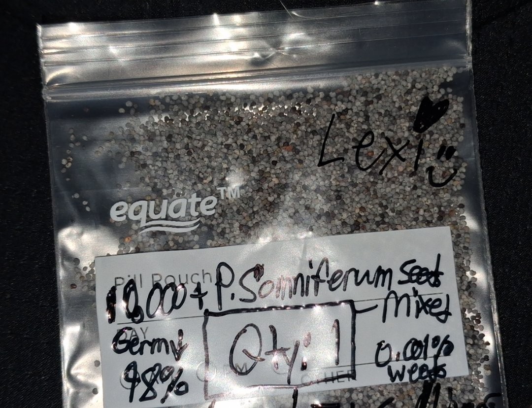 2,500+ Turkish Poppy Seeds – RARE SOMNIFERUM for planting