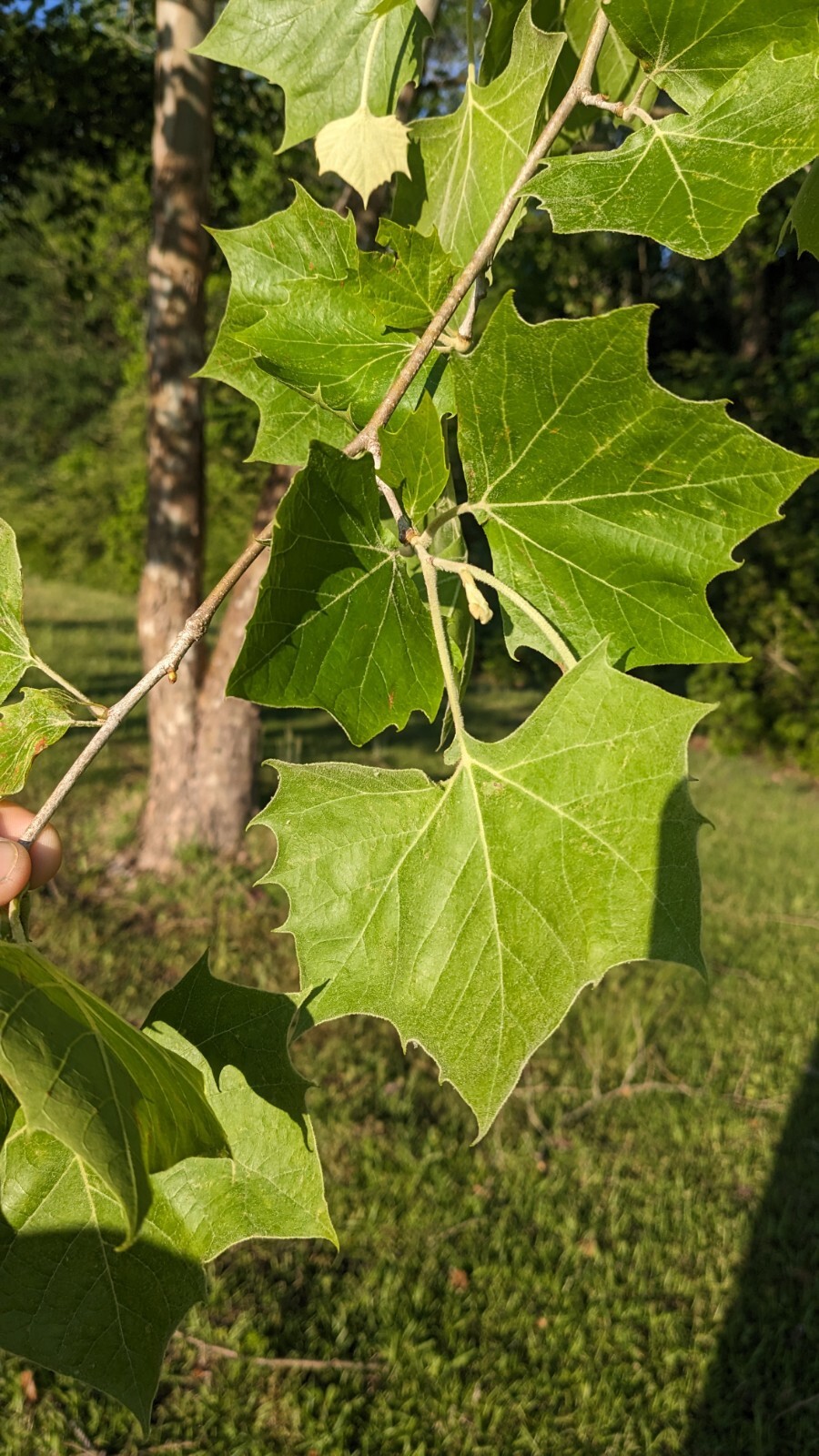 25+ seeds American Sycamore, shade tree, native, Platanus occidentalis