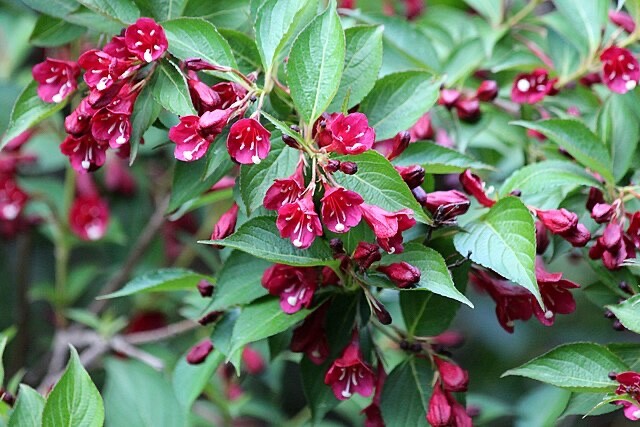 Old Fashioned Weigela – Florida Bush Shrub -Flower Seeds –