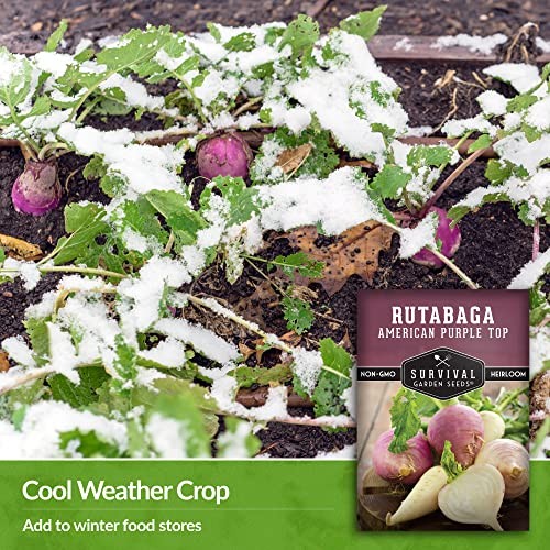 – Pack American Purple Rutabaga Seed for Planting with Instructions to Grow 1