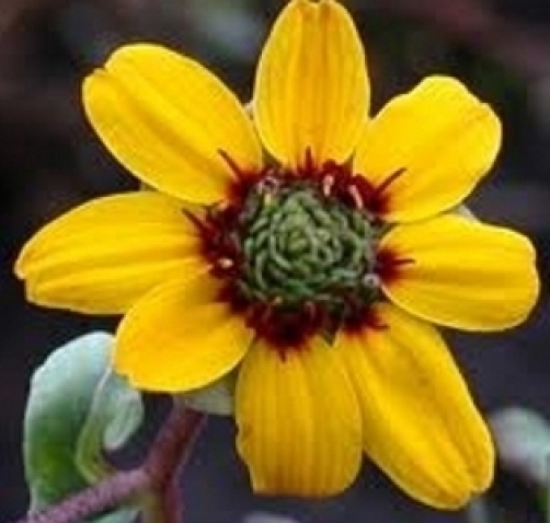 Berlandiera lyrata Chocolate Flower Fragrant 15 seeds