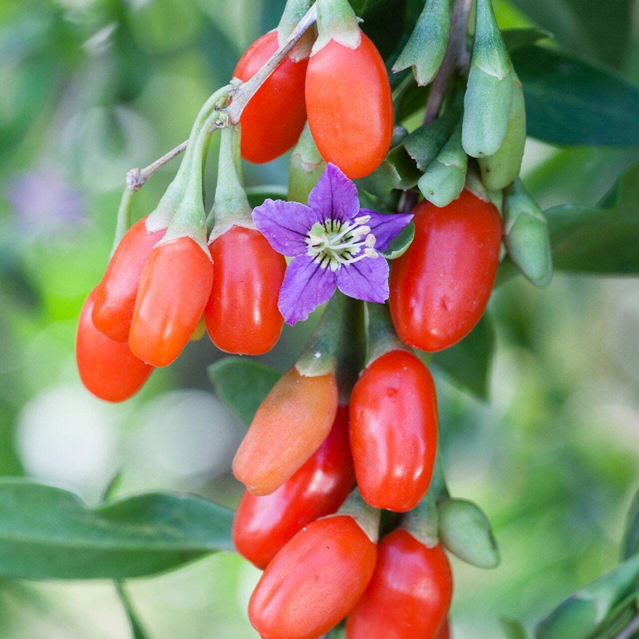 Red Goji Berry Seeds ~ Lycium Barbarum ~ Wolfberry ~ Organic ~ Fresh Seeds ~