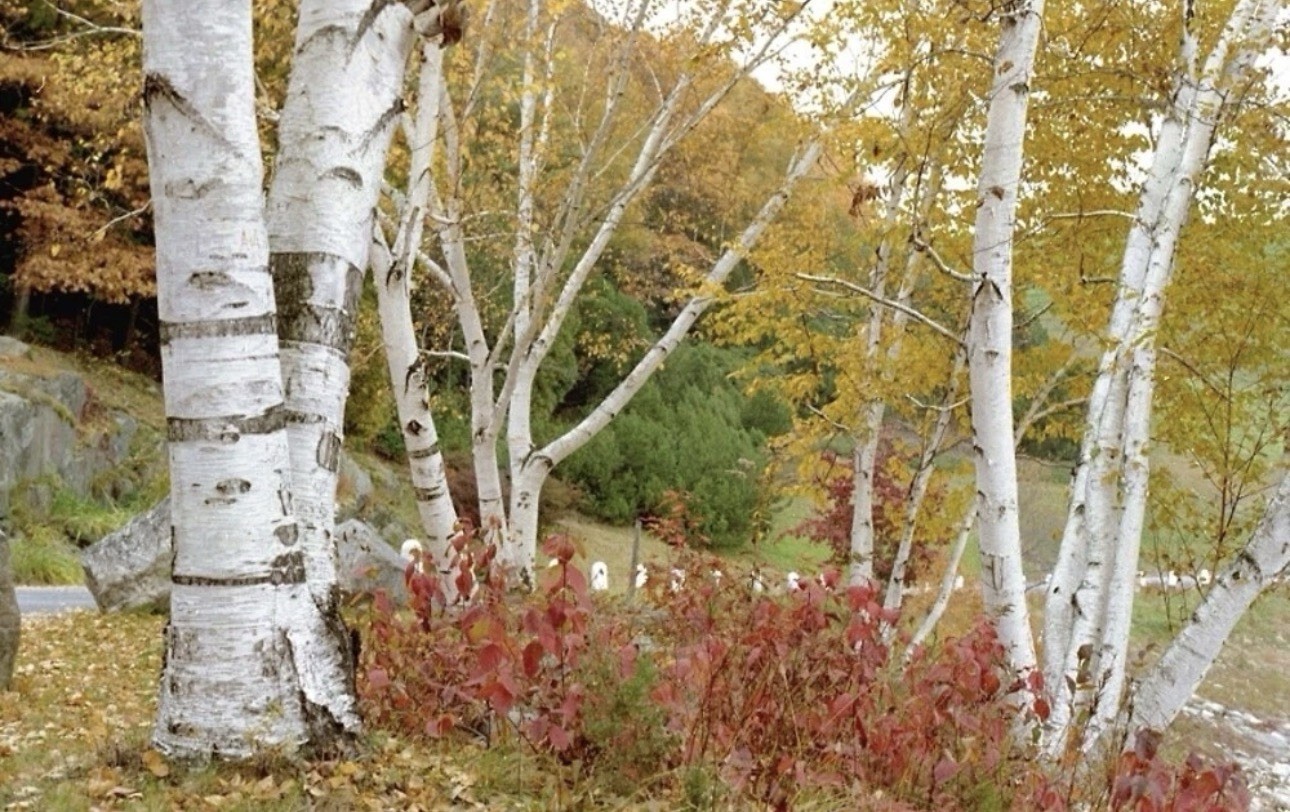 Paper Birch Seeds