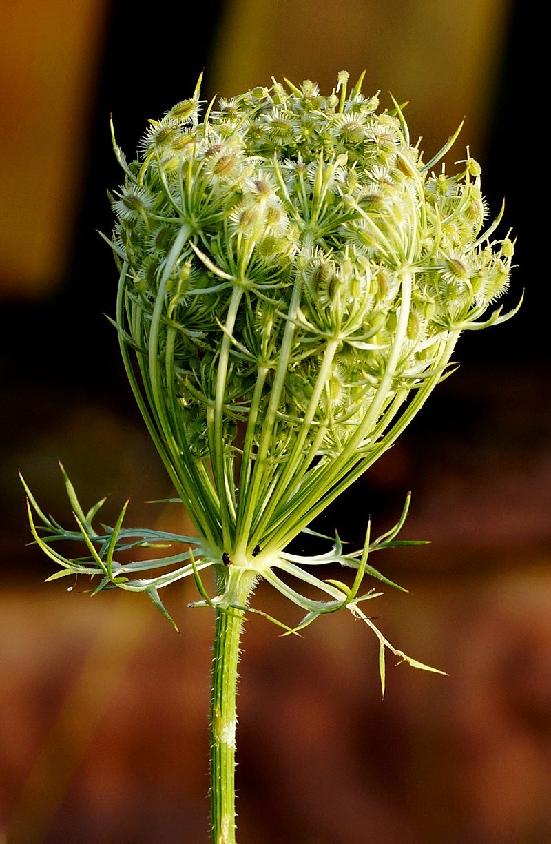 QUEEN ANNS LACE 1000 SEEDS, DAUCUS CAROTA, WILD CARROT, WILDFLOWER, BULK SEEDS
