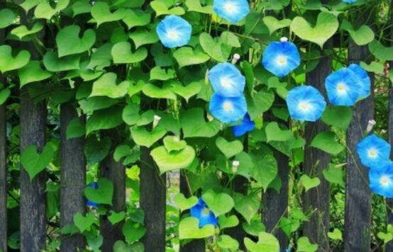 10 MORNING GLORY Seeds Heavenly Blue Ascending Vines Bell Flower Climbs Zone3-10