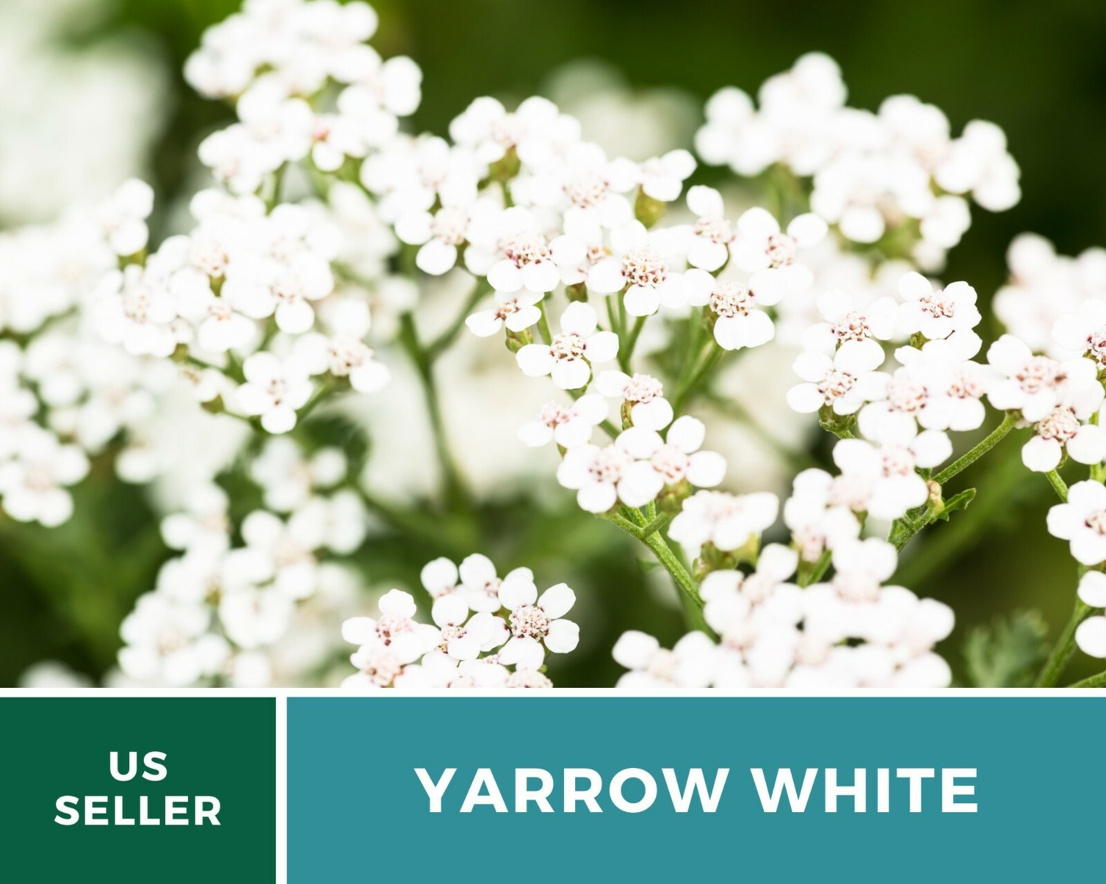 Yarrow, White – Heirloom Seeds – Medicinal Herb – Pollinator Friendly