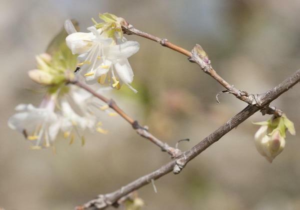 Lonicera fragrantissima | Chinese Honeysuckle | January Jasmine | 75 Seeds
