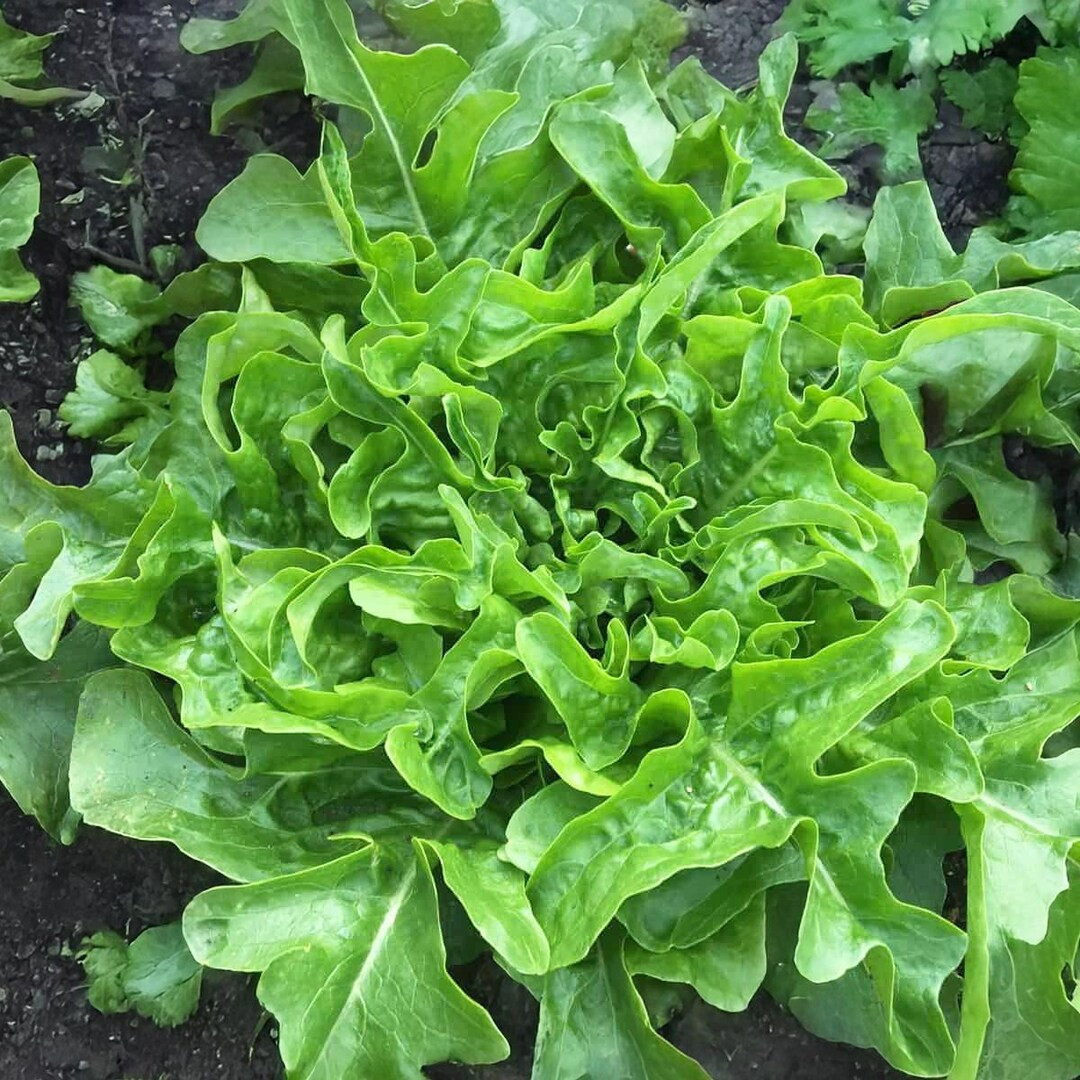 1000+ Lettuce Seeds — Leaf — Sandy AAS —— 2015 AAS National Winner