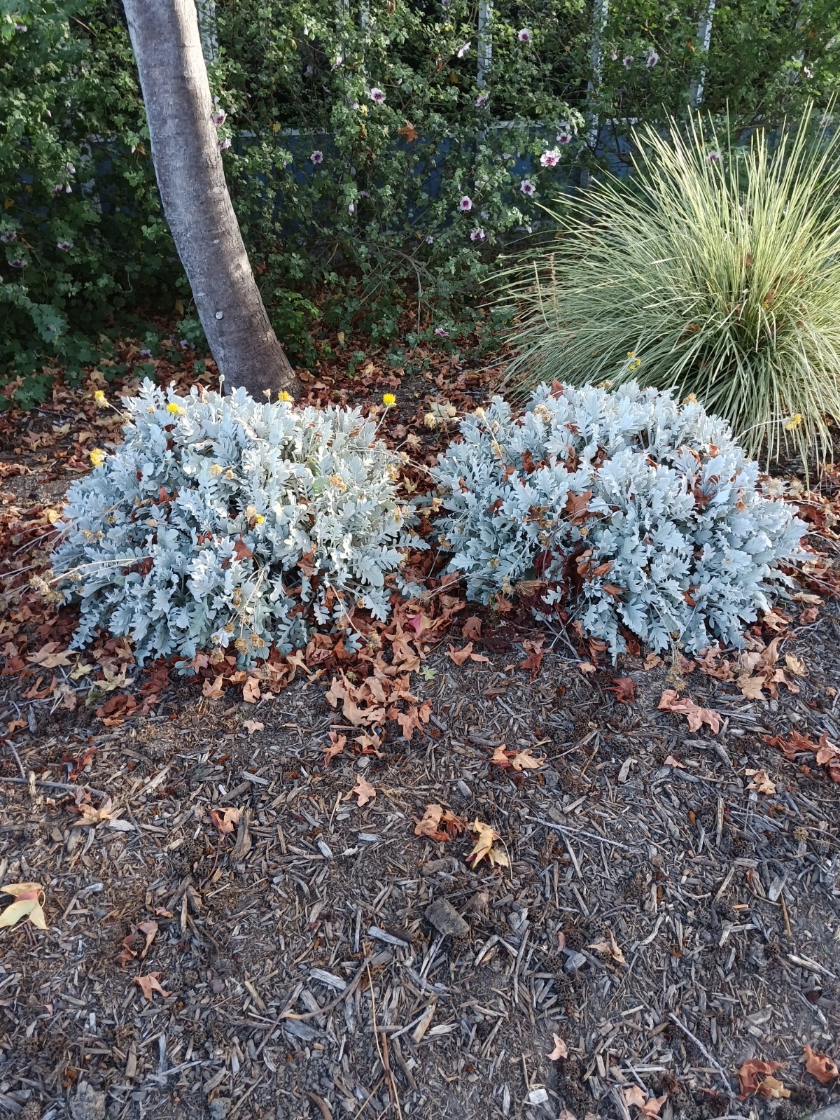 DUSTY MILLER SEEDS, 30 Seeds, Centaurea ragusina, Silver Foliage
