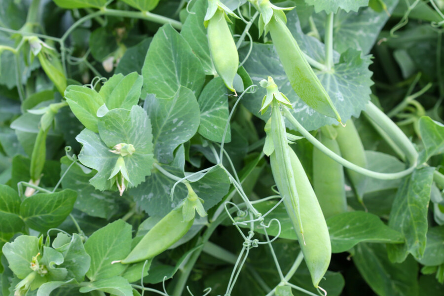 Sugar Snap Pea Seeds, Original Snap Pea, NON-GMO, Heirloom, FREE SHIPPING