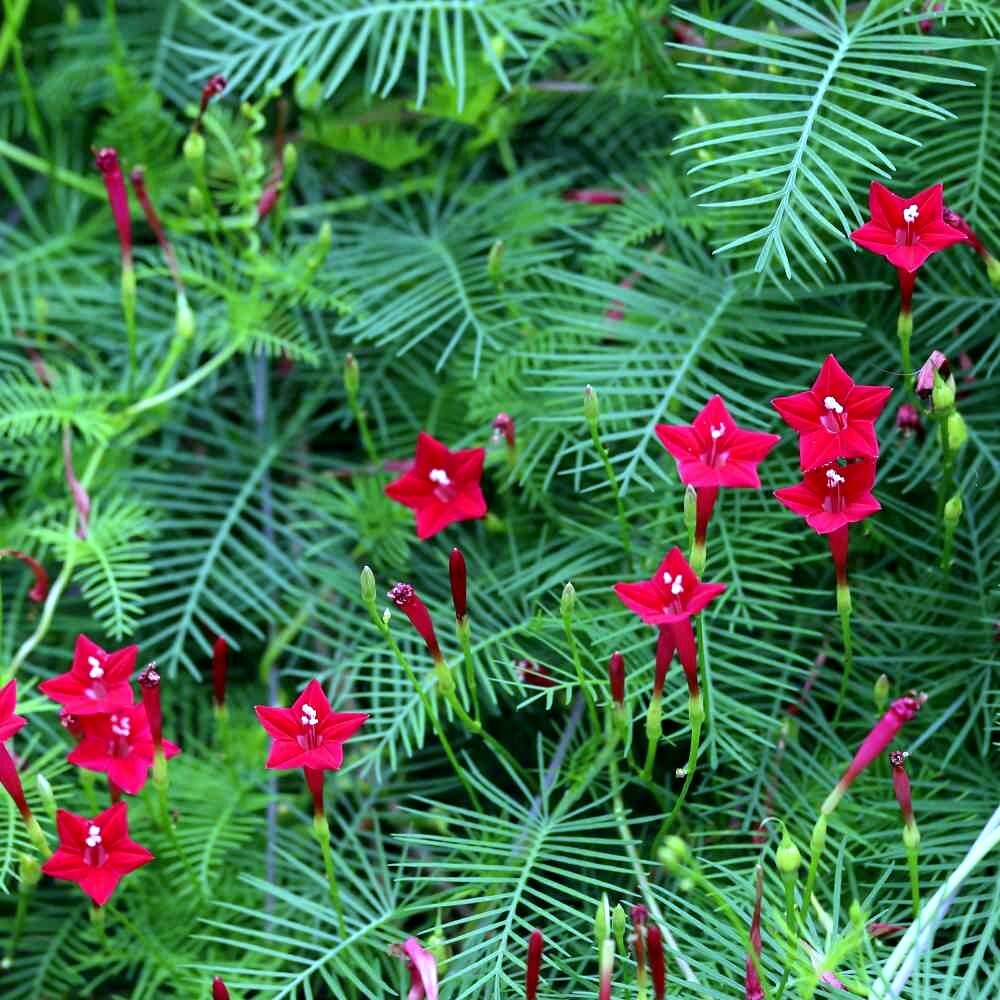 20 STAR GLORY SEEDS Cardinal Creeper Vine Flower Plant Butterflies Hummingbirds