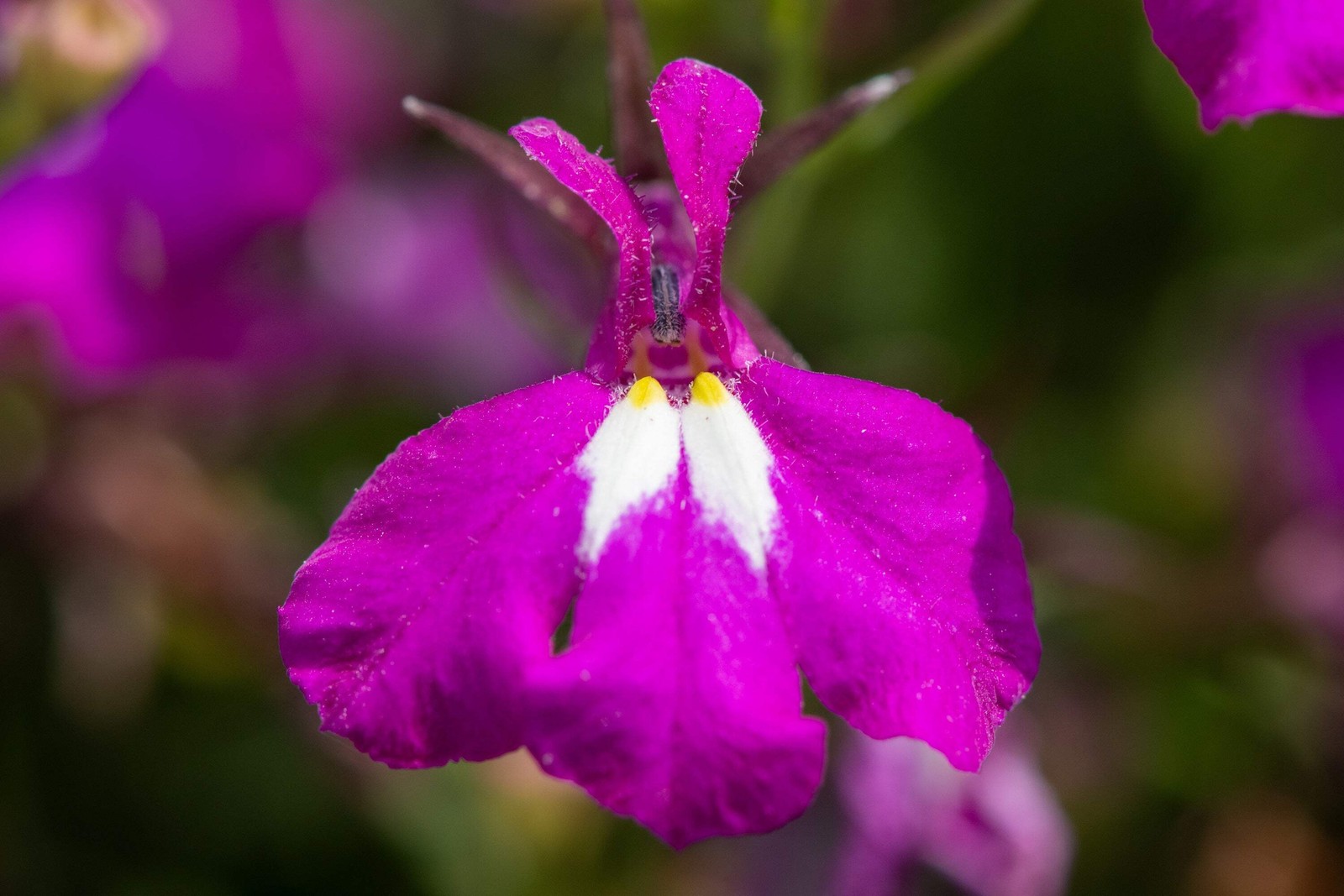200 ROSAMOND LOBELIA Erinus Carmine Red & White Flower Seeds *Comb S/H