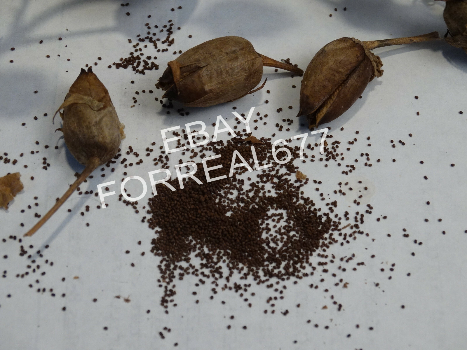HICKORY PRIOR TOBACCO 2000+ seeds Fresh 2023 Crop Growing Instructions Included