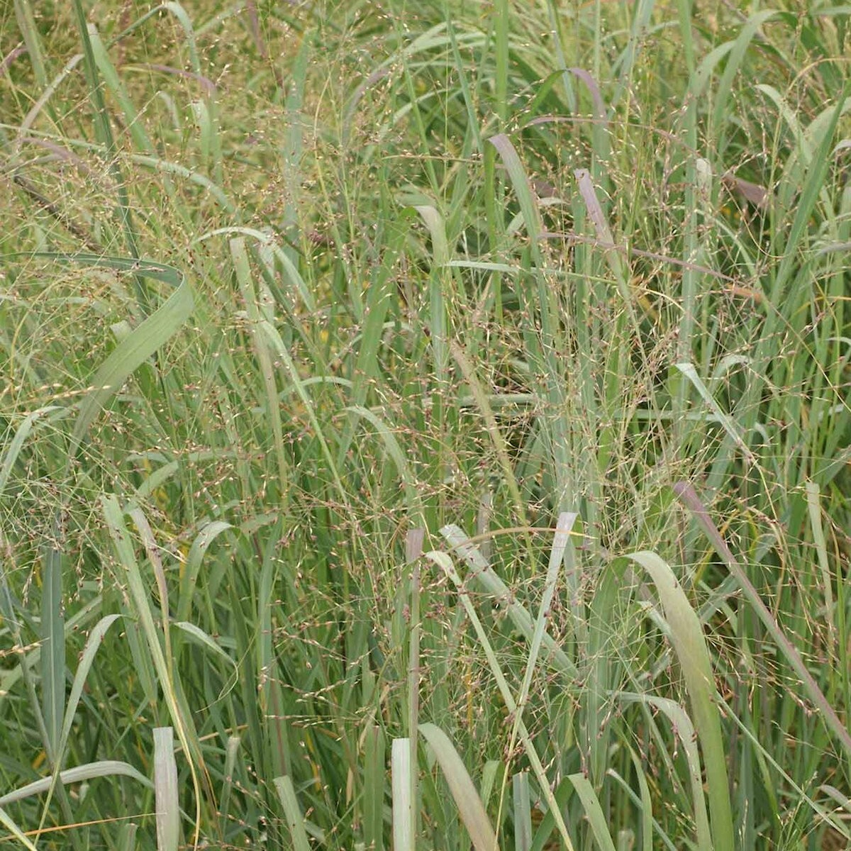 1000 Switch Grass Native Grass Seeds – Everwilde Farms Mylar Seed Packet