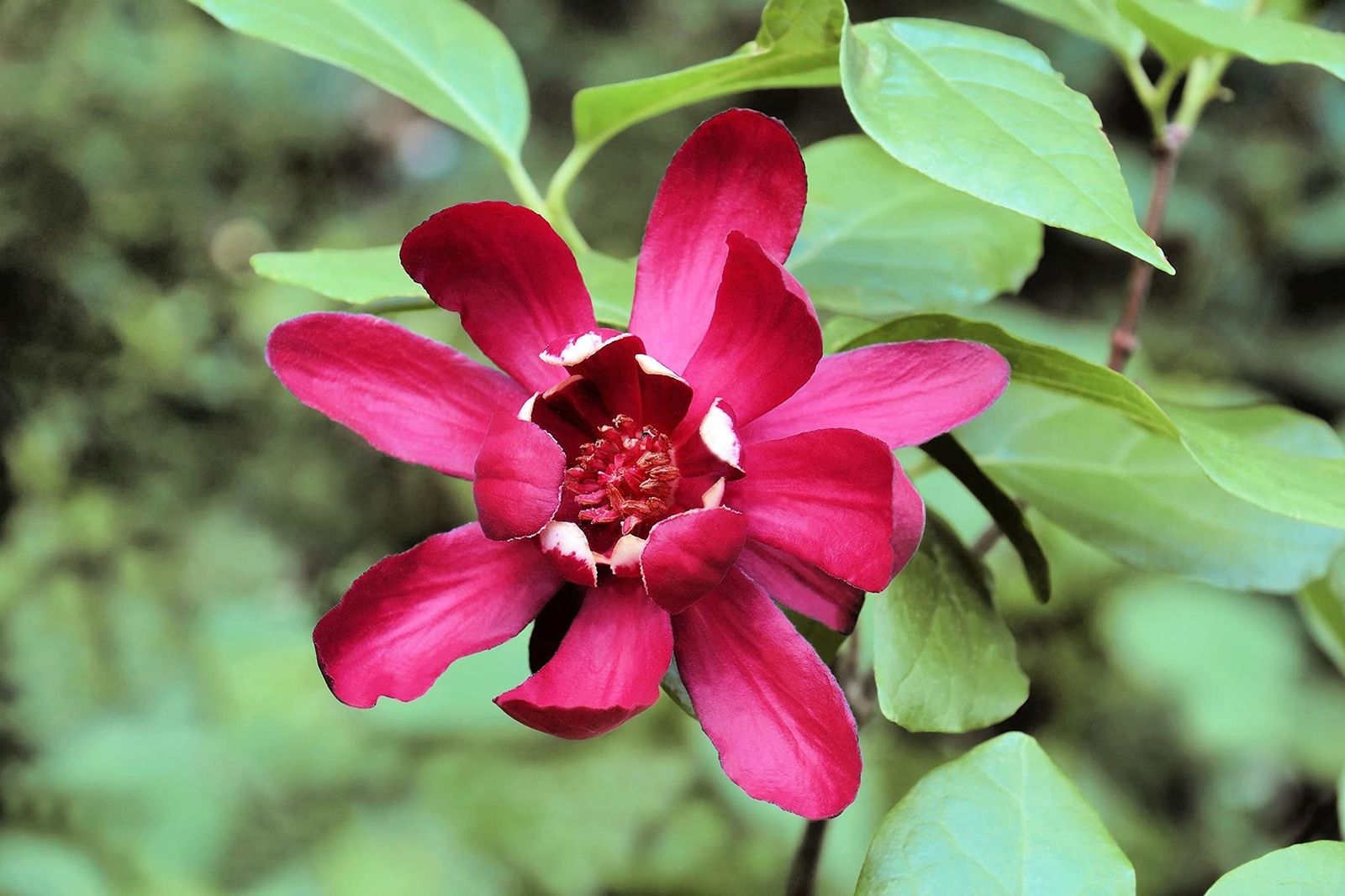 5 Sweetshrub Seeds for Planting – Carolina Allspice, Fragrant, Calycanthus Flori