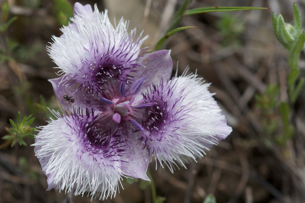Calochortus tolmiei Tolmie star-tulip or pussy ears 10 seeds
