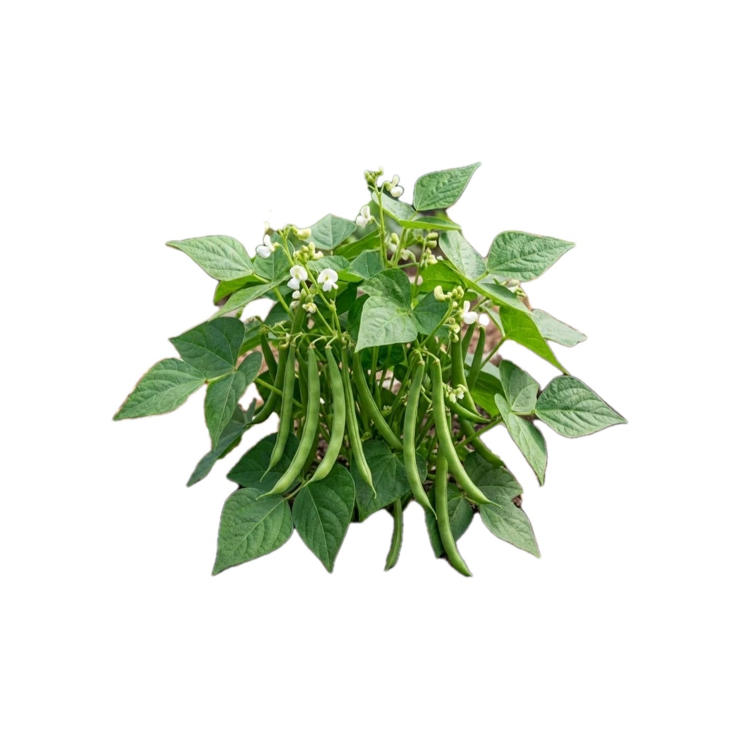 Blue Lake Bush Bea Seeds Organic Non Gmo Quantity 250+