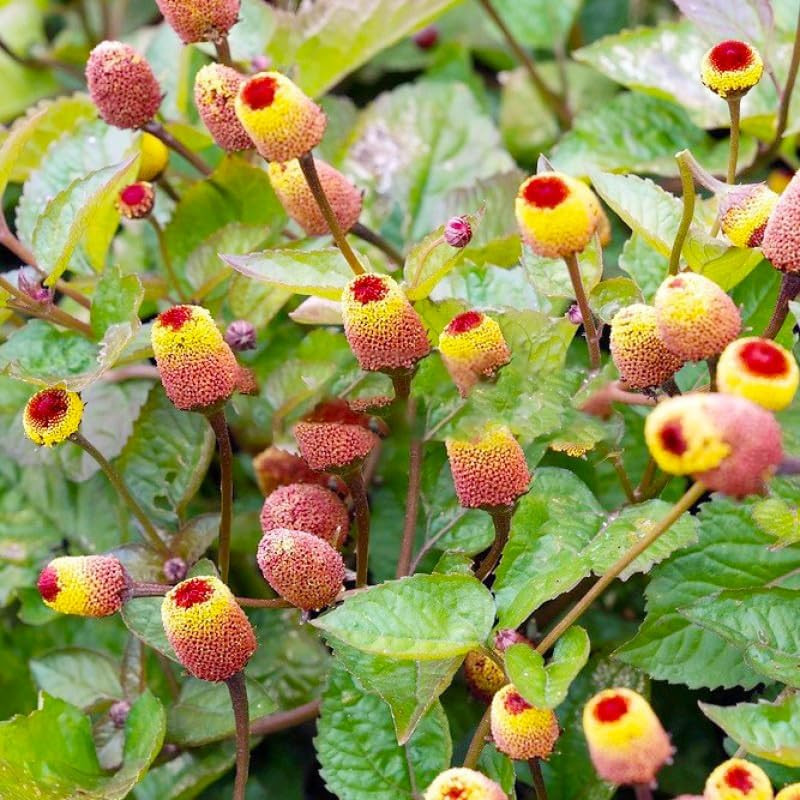 160+ Annual Toothache Plant Seeds for Planting Outdoors-Heirloom Non-Gmo Annual