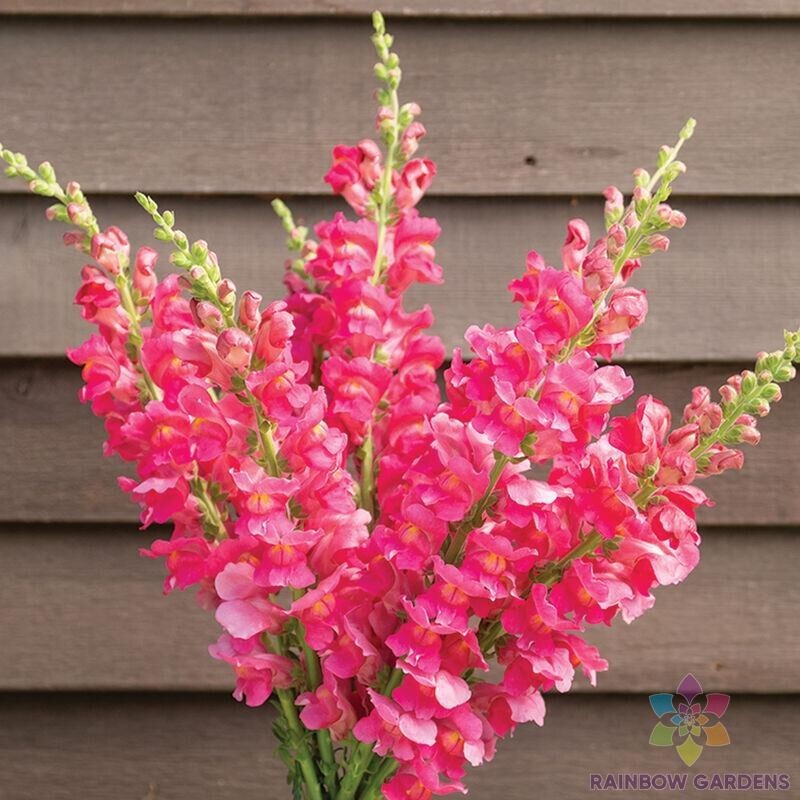 1000+ Costa Deep Rose Snapdragon Seeds for Garden – USA – FREE SHIPPING!