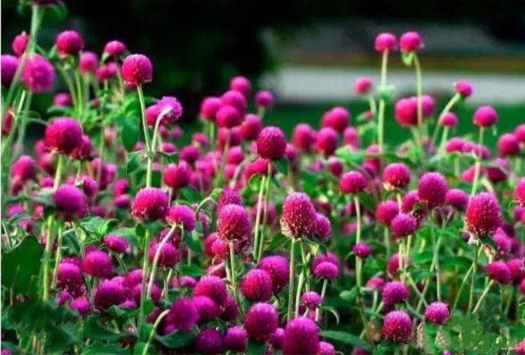 100 Globe Amaeanth Seeds Mixed Colors Gomphrena Free Shipping