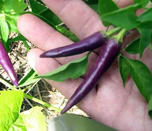 PURPLE CAYENNE pepper seeds NON-GMO big color big flavor BRIGHTEN UP YOUR SALSAS