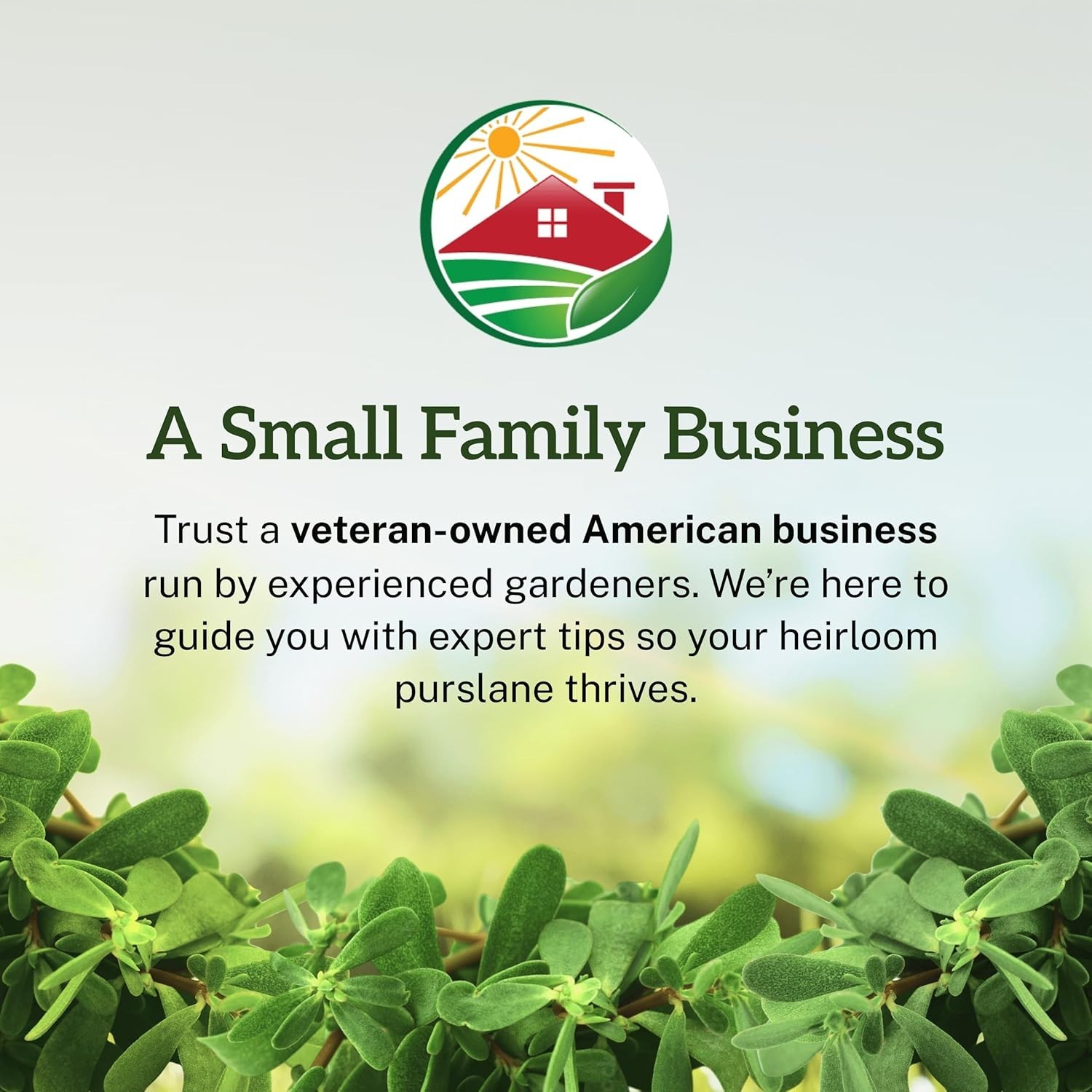 Purslane Seeds 1 Gram 2000+ Heirloom Non GMO Edible Medicinal Ground Cover Farms