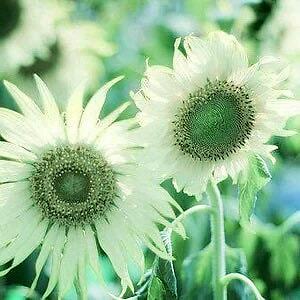 Italian Green Heart Sunflower Seeds ~ Helianthus Debilis ~ Pretty Flowers ~