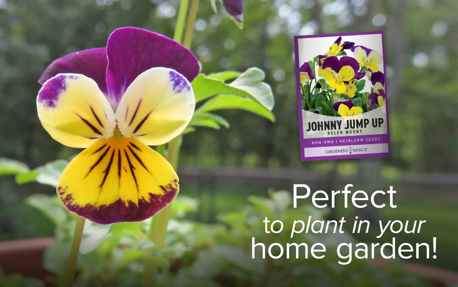 Ferry Morse Johnny Jump Up Viola Helen Mount Flower Seed Seeds Packet Part Shade