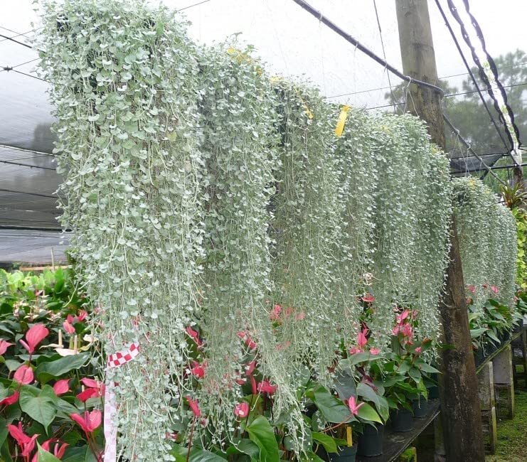 Silver Falls Dichondra Seeds for Planting (10 Seeds) – Stunning Weeping Plant, H
