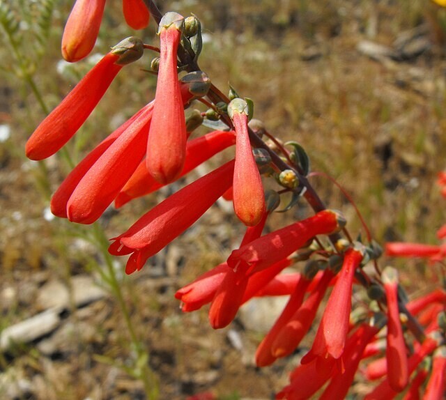 Penstemon centranthifolius | Central Penstemon | 10 Seeds
