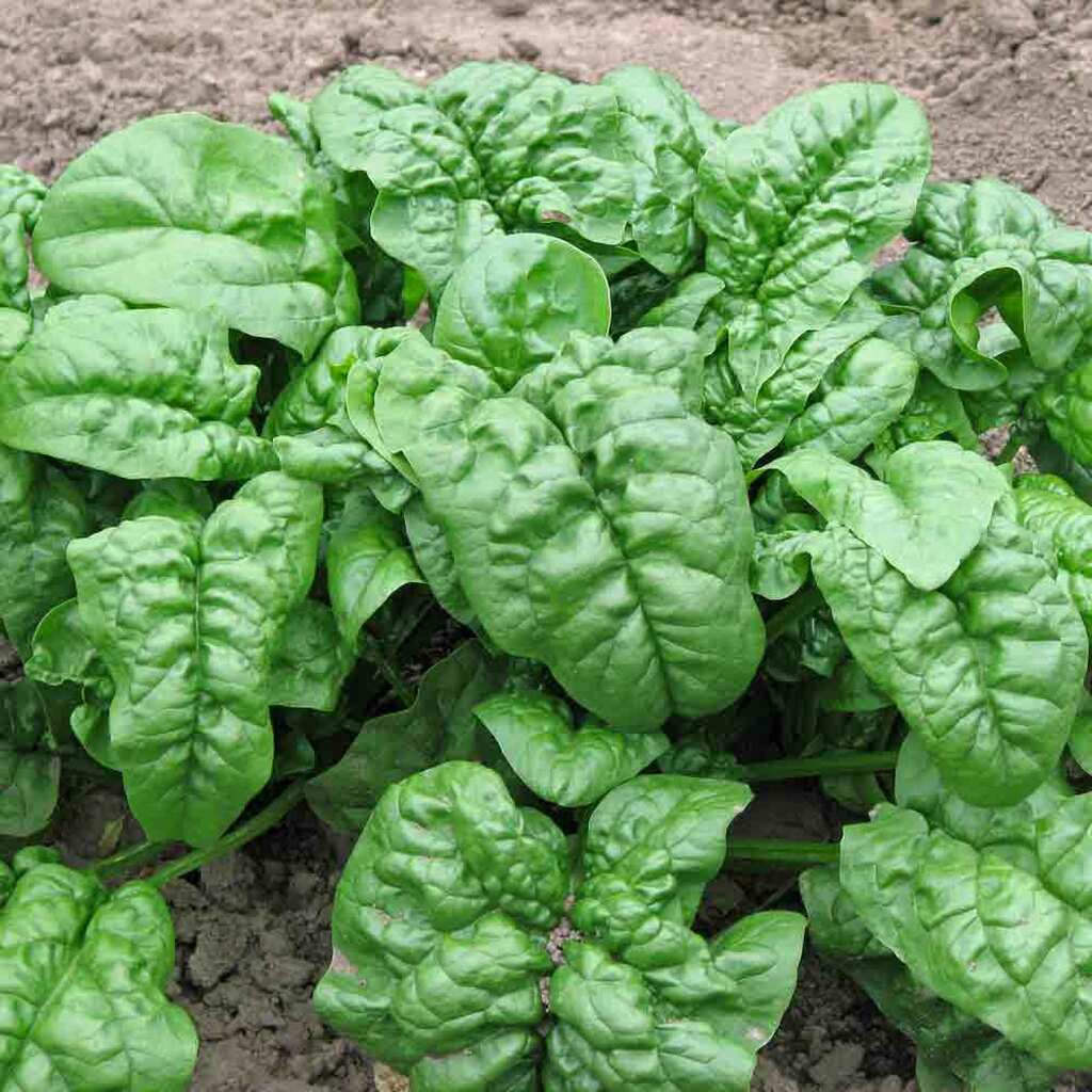 150+ Giant Noble Spinach Seeds | Non-GMO | Heirloom | Fresh Garden Seeds USA