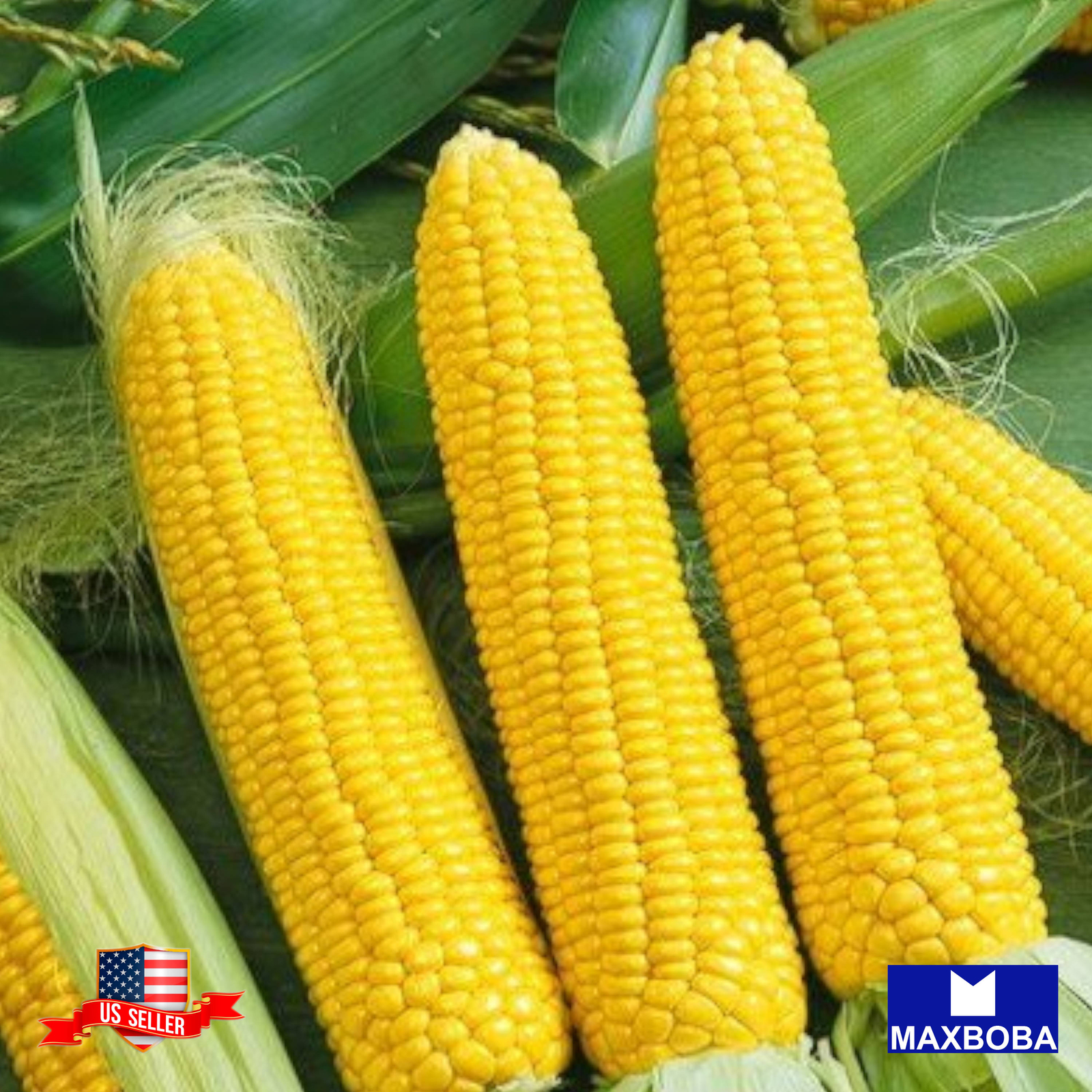 Corn Fresh Seeds Sweet Honey Select Hybrid (treated) Non-GMO Vegetable